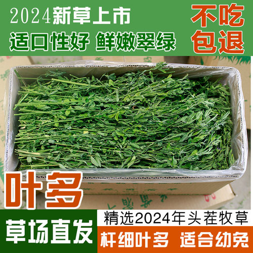 高原紫花苜蓿草干草1000g