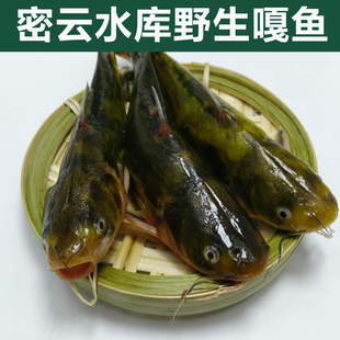 野生水库 新鲜嘎鱼 黄辣丁 颡鱼黄 野生活鱼 垮炖鱼吃起来 1斤装