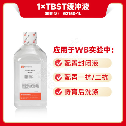 1x10x TBST 洗膜缓冲液 TBS with Tween-20 WB实验洗膜
