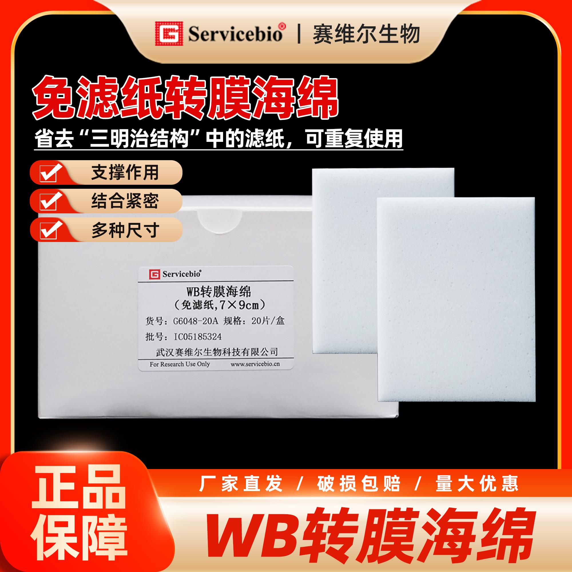 赛维尔 免滤纸转膜海绵 WB实验 转膜电泳图片