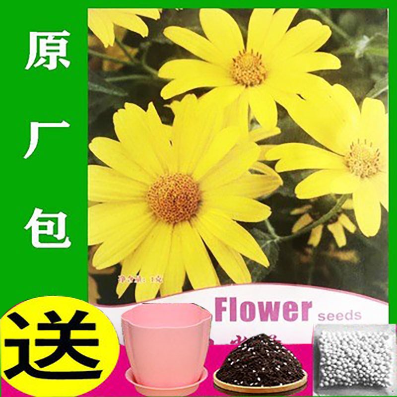 日光菊种子花籽赛菊芋庭院花园花卉盆栽绿植种籽耐寒四季种花种子