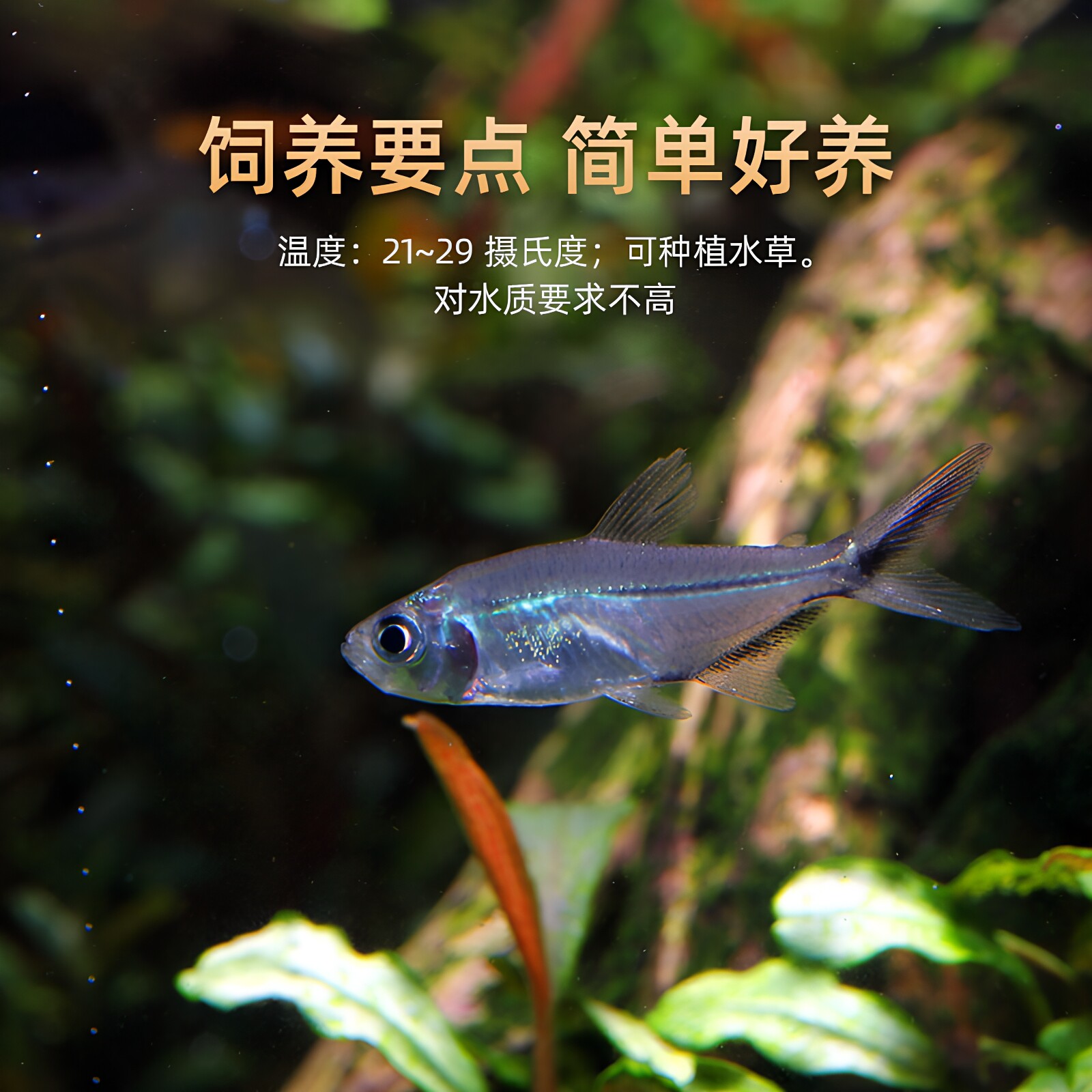 黑尾大勾热带观赏鱼小型淡水好养鱼活鱼苗草缸鱼灯科鱼群游宠物鱼