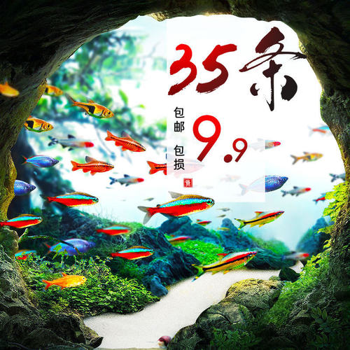 热带鱼斑马淡水包邮鱼苗观赏鱼