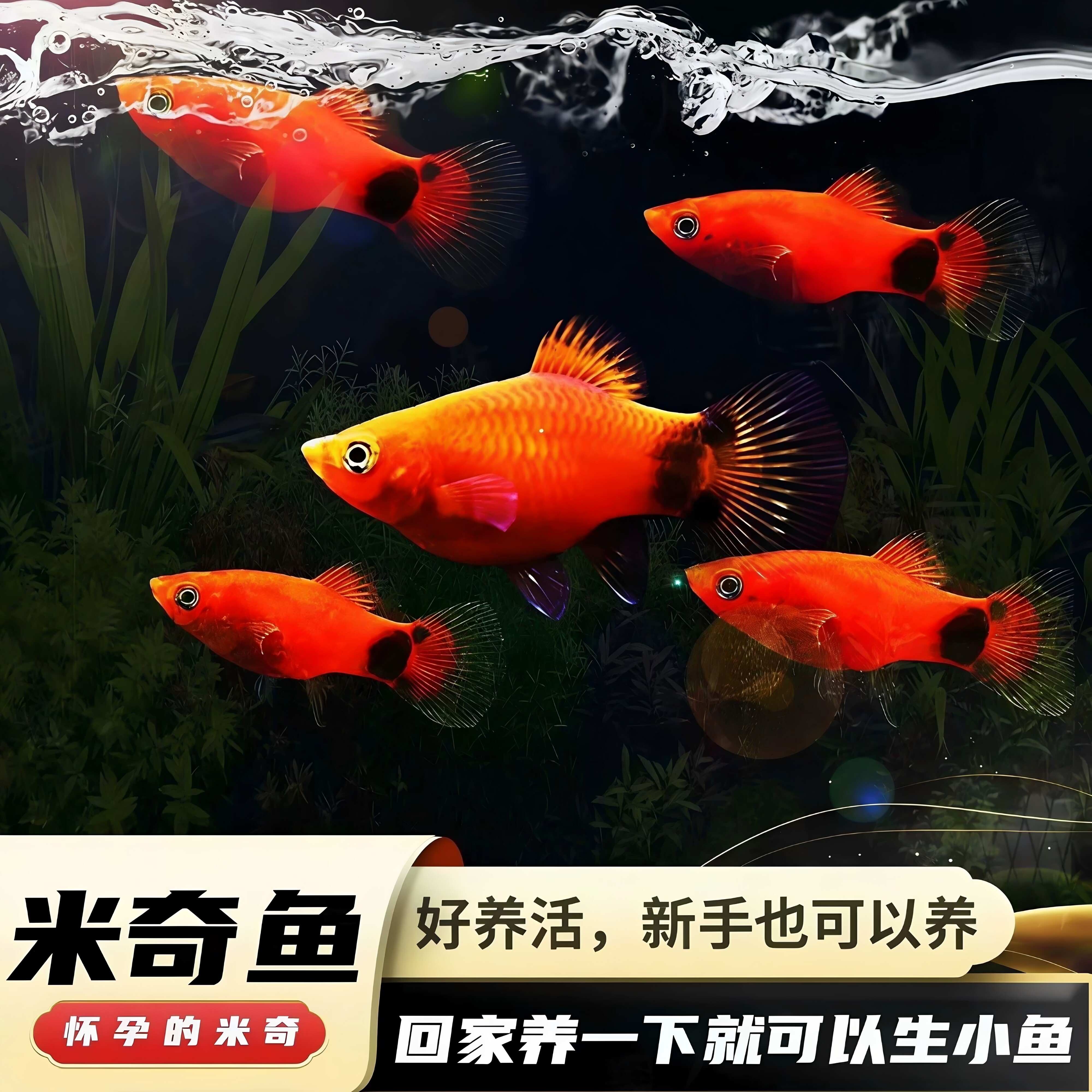 红色米奇鱼幼鱼活体好养热带