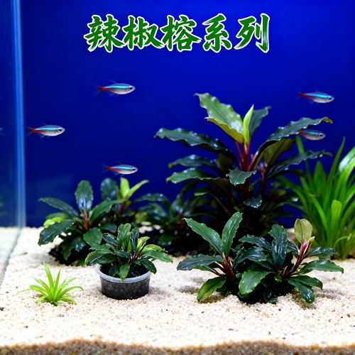 高端野株辣椒榕沉木造景水草