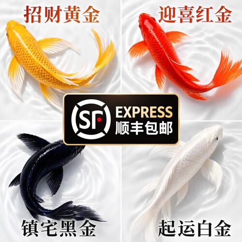 顺丰活锦鲤鱼苗冷水好养纯种