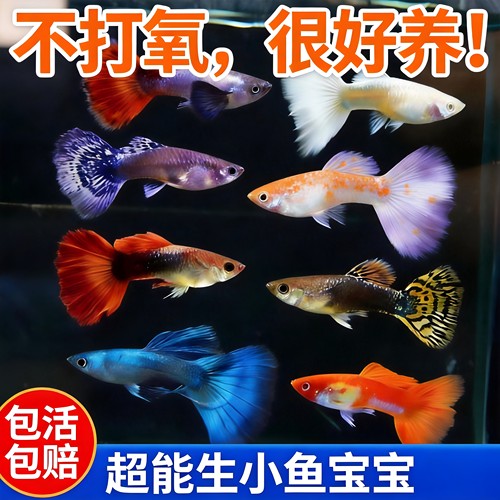 纯种热带淡水孔雀鱼苗易养观赏