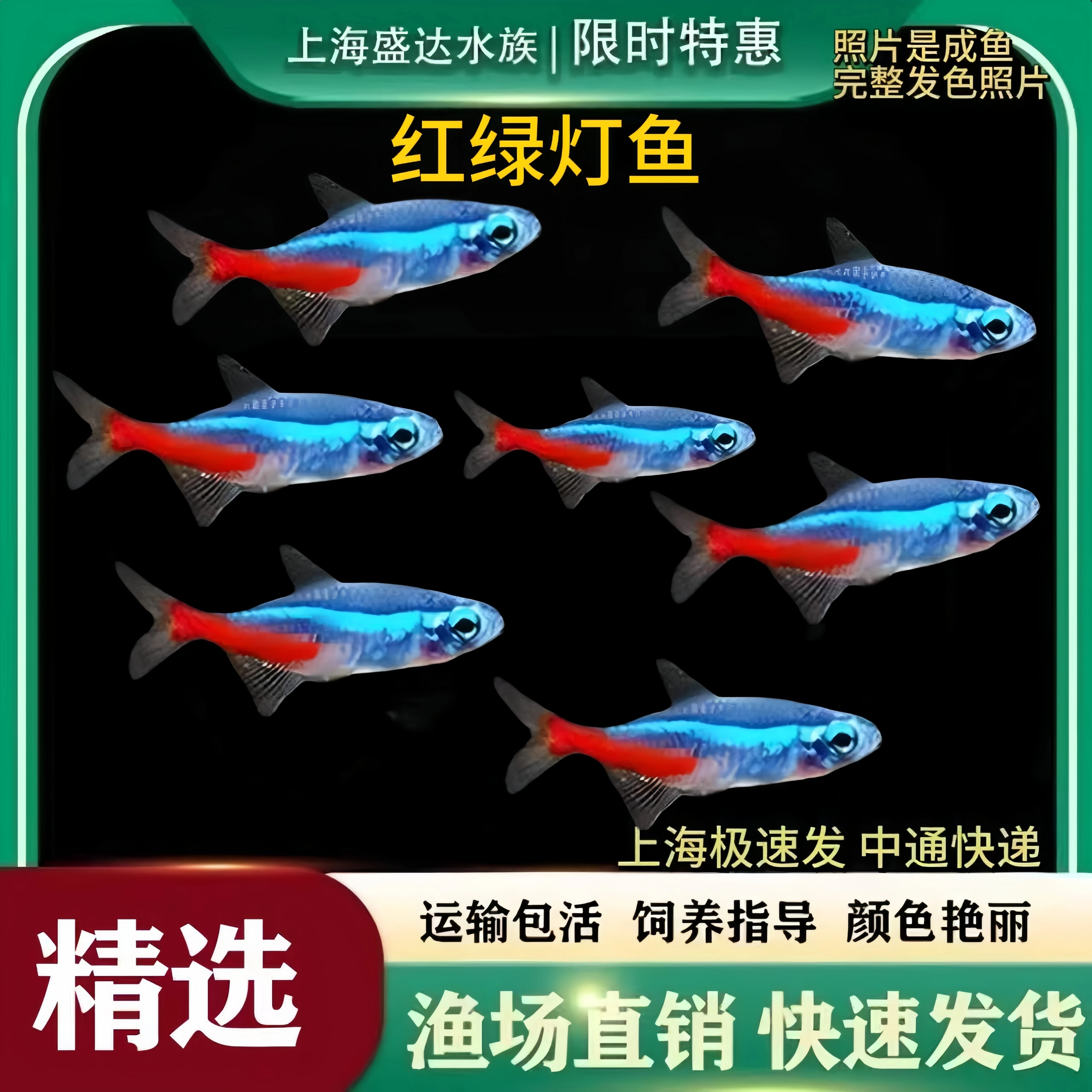 热带淡水红绿灯鱼好养群游图片