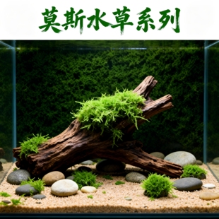 鱼缸莫斯水草植物活体慕斯片散装莫丝树球沉木大三角垂泪前景造景