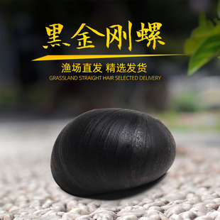 黑金刚螺水草缸清洁除藻工具军帽螺热带观赏活体清洁宠物汽水蜗牛