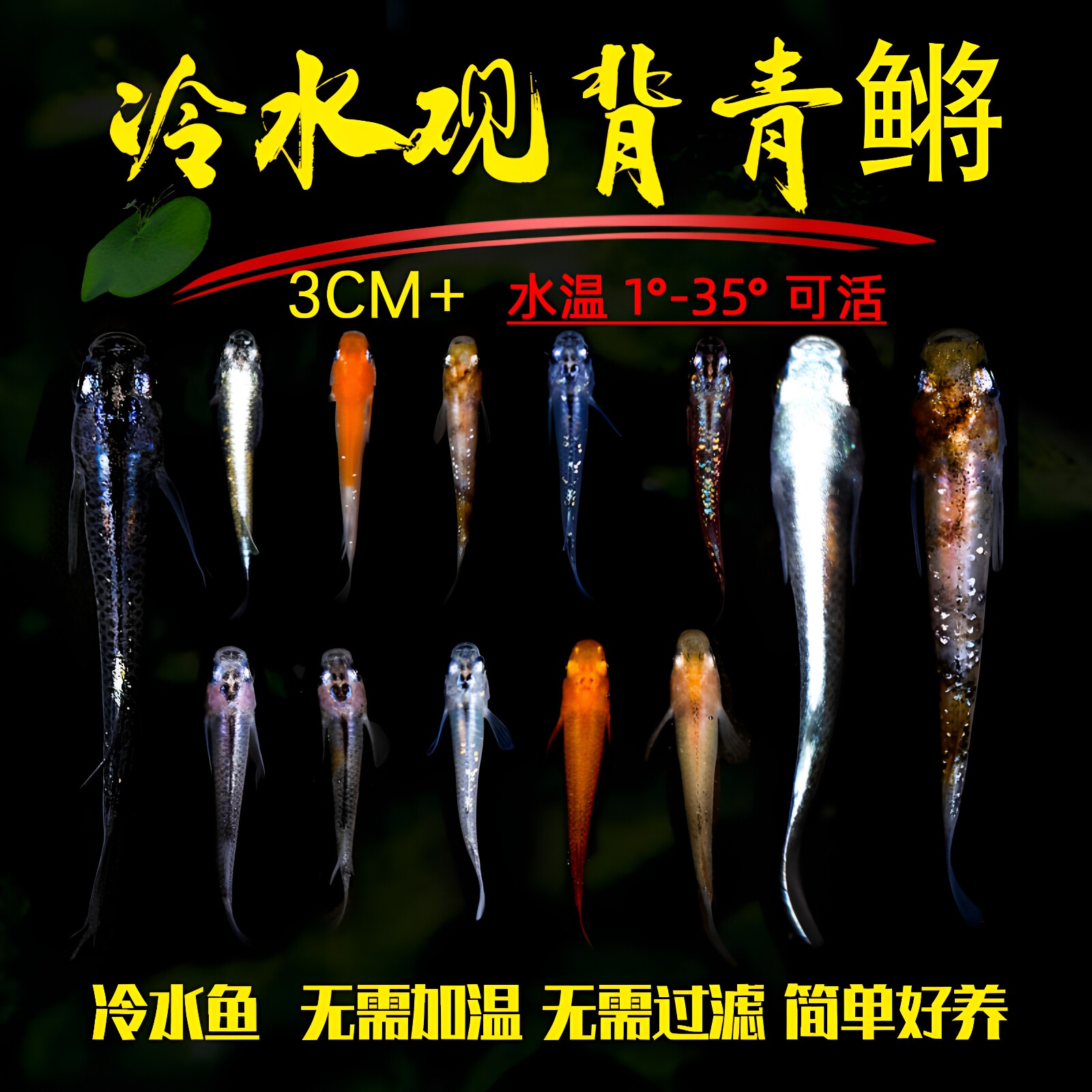 观背青鳉鱼自来水好养耐活体精品冷水鱼青将小型观赏鱼生态缸家养
