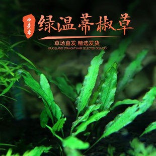 绿温蒂椒草 1盆 水中叶 中景造景草 水晶虾用草