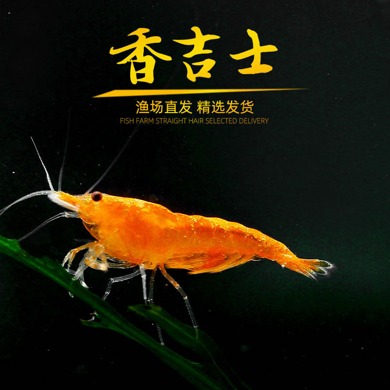 观赏虾 香吉士米虾 橘色米虾  宠物活体虾