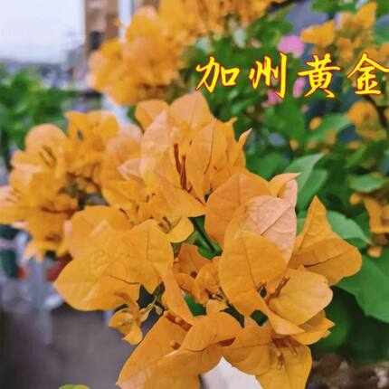 京东包邮【7加州黄金】三角梅四季开花勤花室内阳台庭院好养花卉