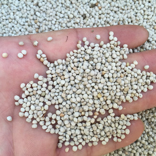 白苏子/白苏籽鸟食饲料 虎皮鹦鹉金丝雀芙蓉鸟玉鸟黄雀鸟粮 500克