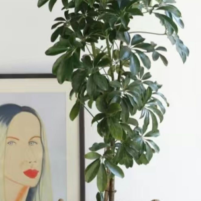 八方来财鸭脚木盆栽植物大型室内客厅招财树四季常青吸甲醛七叶莲