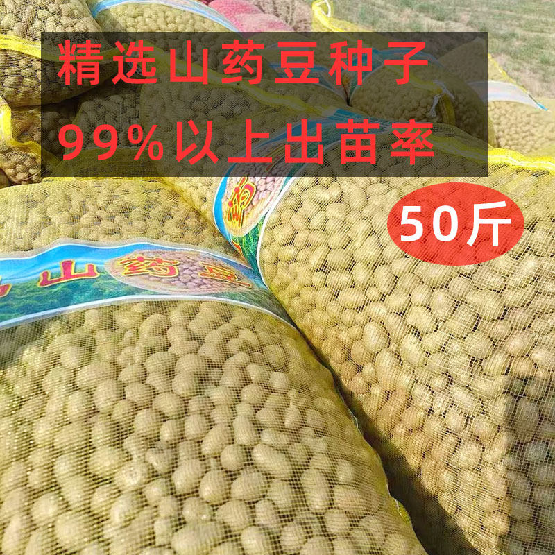 干净饱满正宗新鲜白玉山药种子精品山药豆大号冰糖葫芦豆产地直发