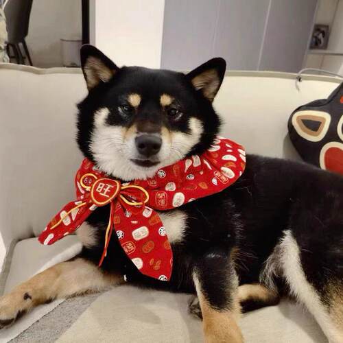 狗围狗庆巾738H0922新年围脖过拜年结婚衣服婚礼配饰可爱项圈红喜