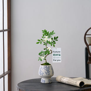 造型九里香盆栽夏季开花北欧办公室内绿植摆件花卉桌面植物盆景