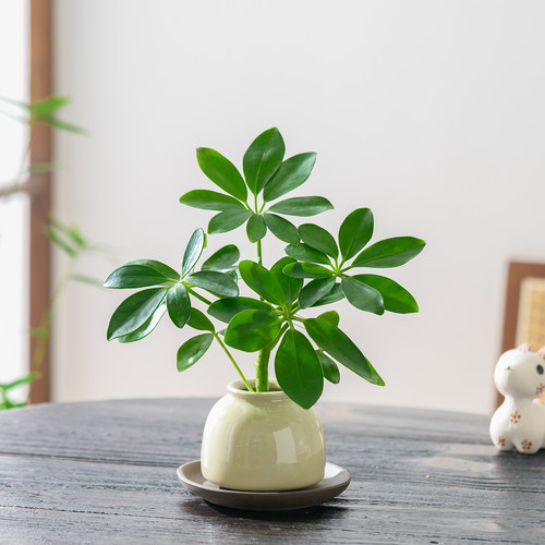 八方来财鸭脚木盆栽水培植物花卉办公桌面绿植客厅四季好养活盆景