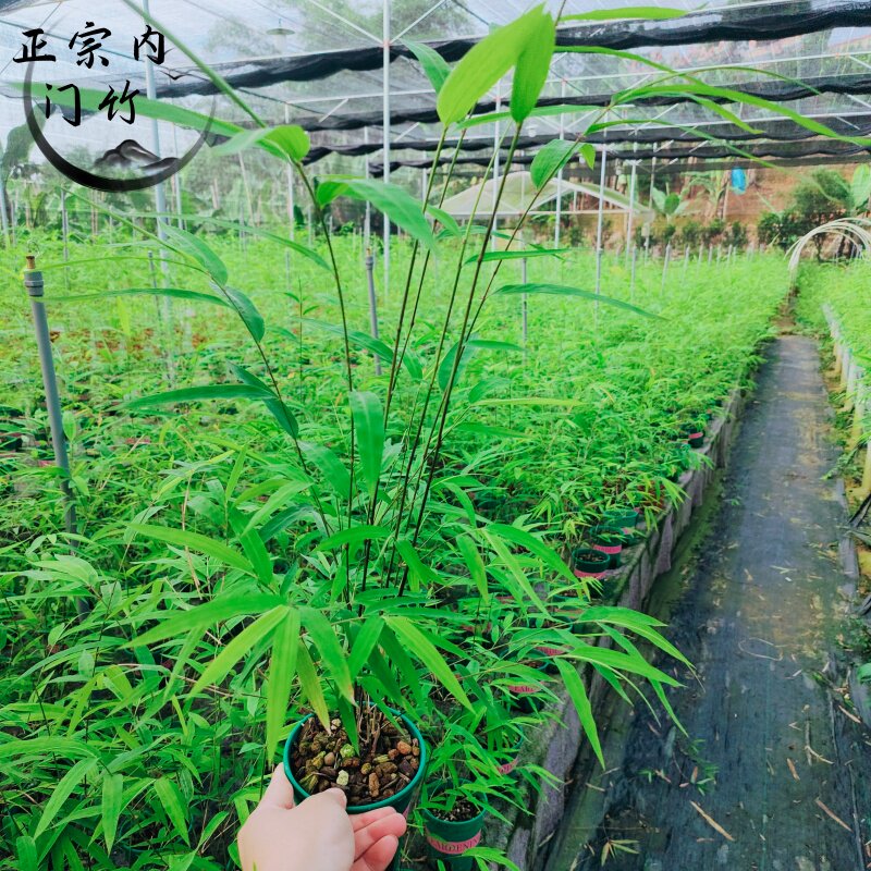 正宗内门竹基地直发竹子盆栽室内外观叶绿植含盆易养护桌面意境款