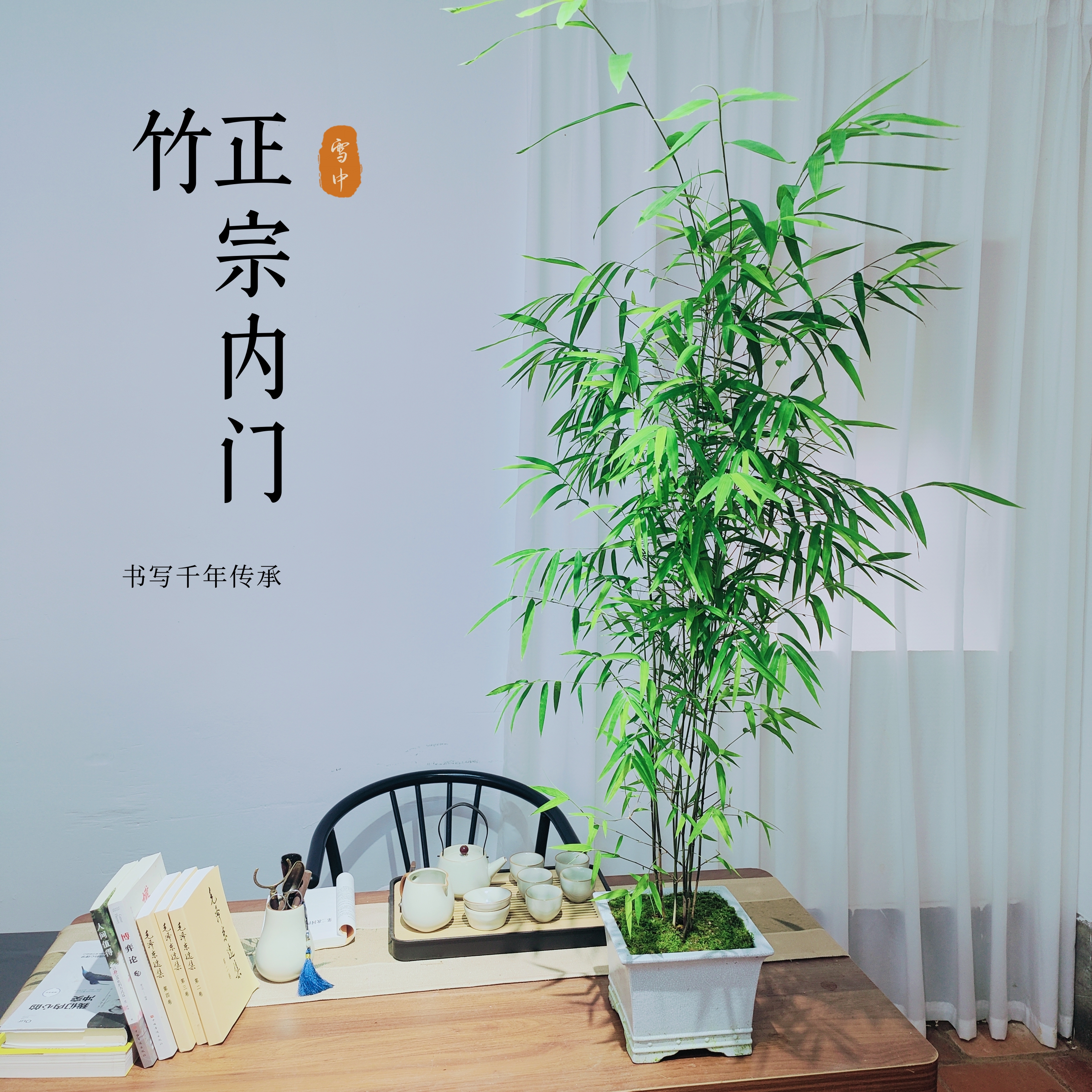 正宗内门竹桌面绿植室内禅意优雅