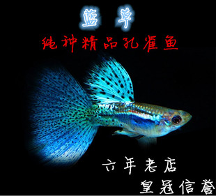 孔雀鱼孔雀鱼活体 公母一对 纯种 孕母热带鱼红蓝孔雀鱼苗 兰草鱼