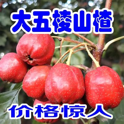 山东山楂鲜果新鲜山楂果大五棱山楂水果山里红糖雪球冰糖葫芦特级