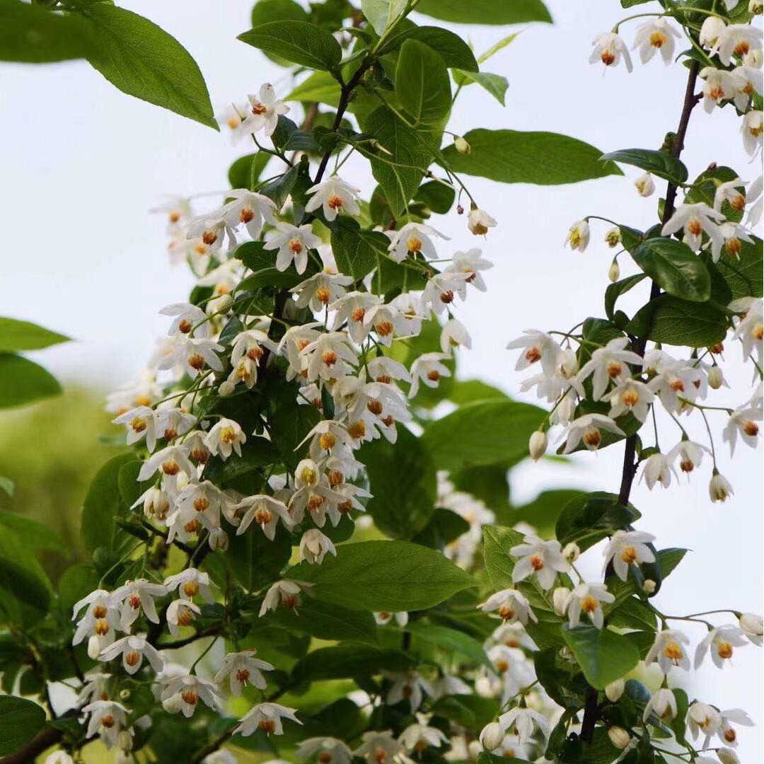 花之町 秤锤树安息香野茉莉多年生花灌木苗庭院树盆栽苗