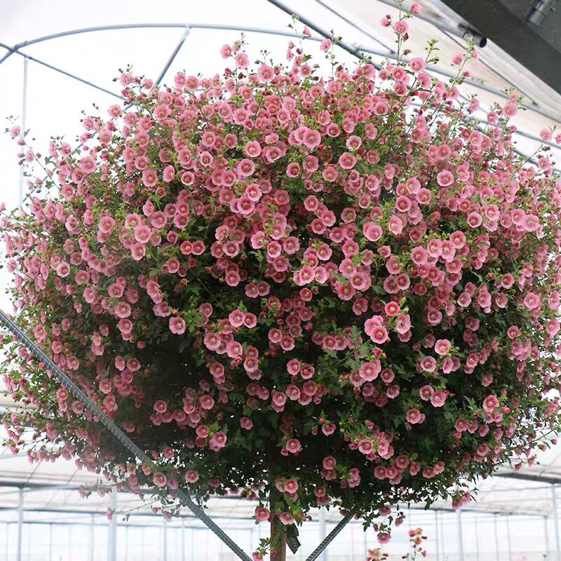 花之町园艺 直播间小木槿棒棒糖一物一拍