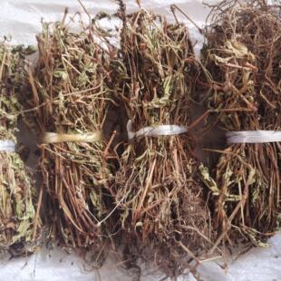 四川草药红花红辣蓼农家晒干中药辣蓼白花辣蓼泡水红蓼草酒曲材料
