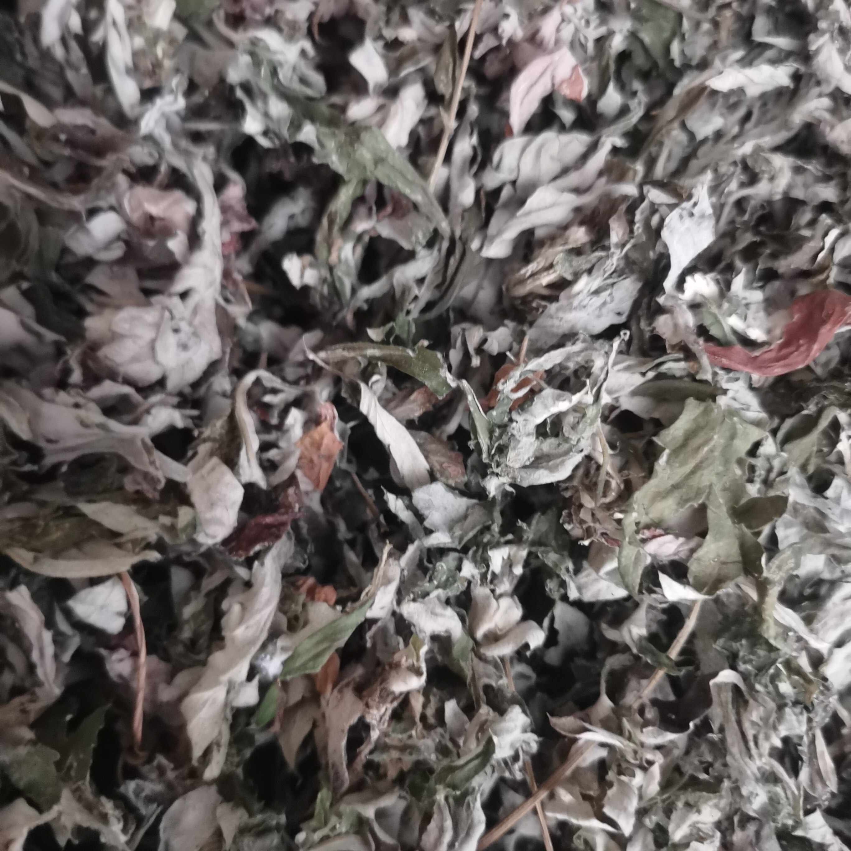 四川陈干艾叶家用艾草叶泡脚散装宝宝泡澡包足浴坐月子药包艾蒿叶