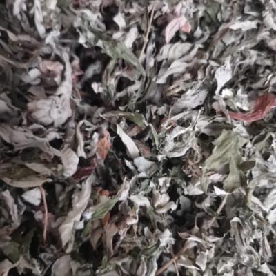 四川陈干艾叶家用艾草叶泡脚散装宝宝泡澡包足浴坐月子药包艾蒿叶