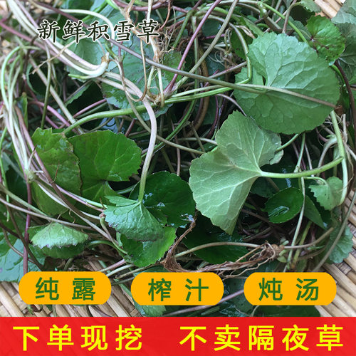 积雪草新鲜雷公根崩大碗山区现挖