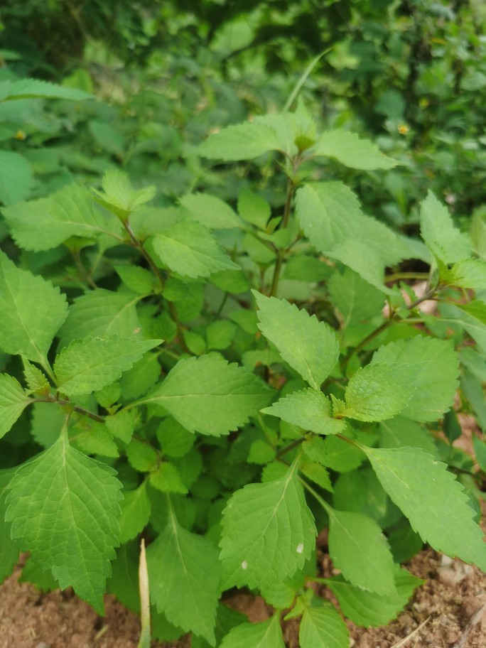 四川鱼香菜新鲜木姜菜深山农家煮鱼小藿香泸笨蘸豆炒辣宜豆腐蘸料