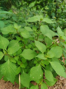 四川鱼香菜新鲜木姜菜深山农家煮鱼小藿香泸笨蘸豆炒辣宜豆腐蘸料