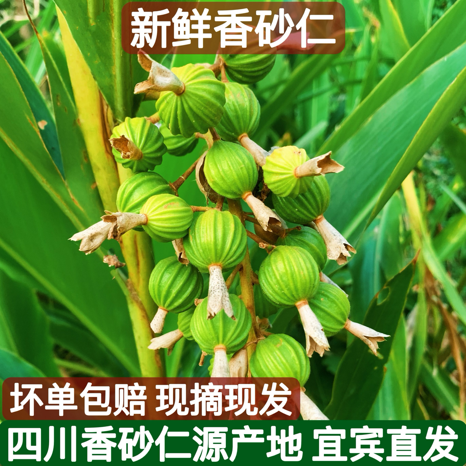 四川宜宾新鲜砂仁果开胃调味香料