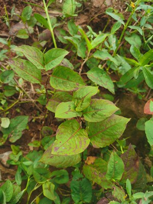 火炭母新鲜天然中草药深山野现采