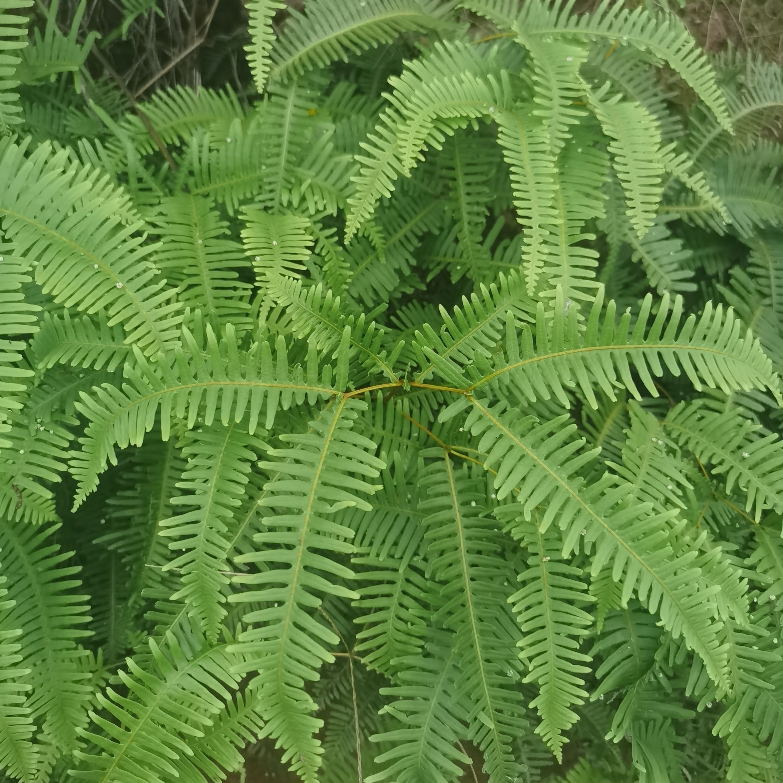 四川深山现采芒萁全草500g