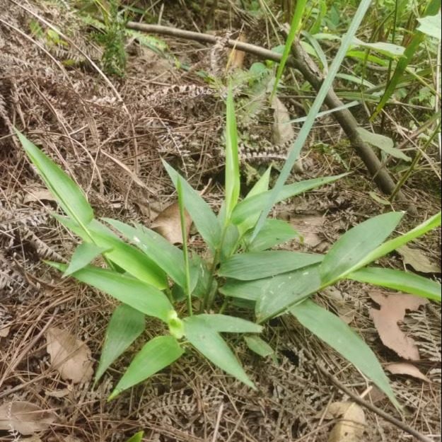 淡竹叶中药材四川深山
