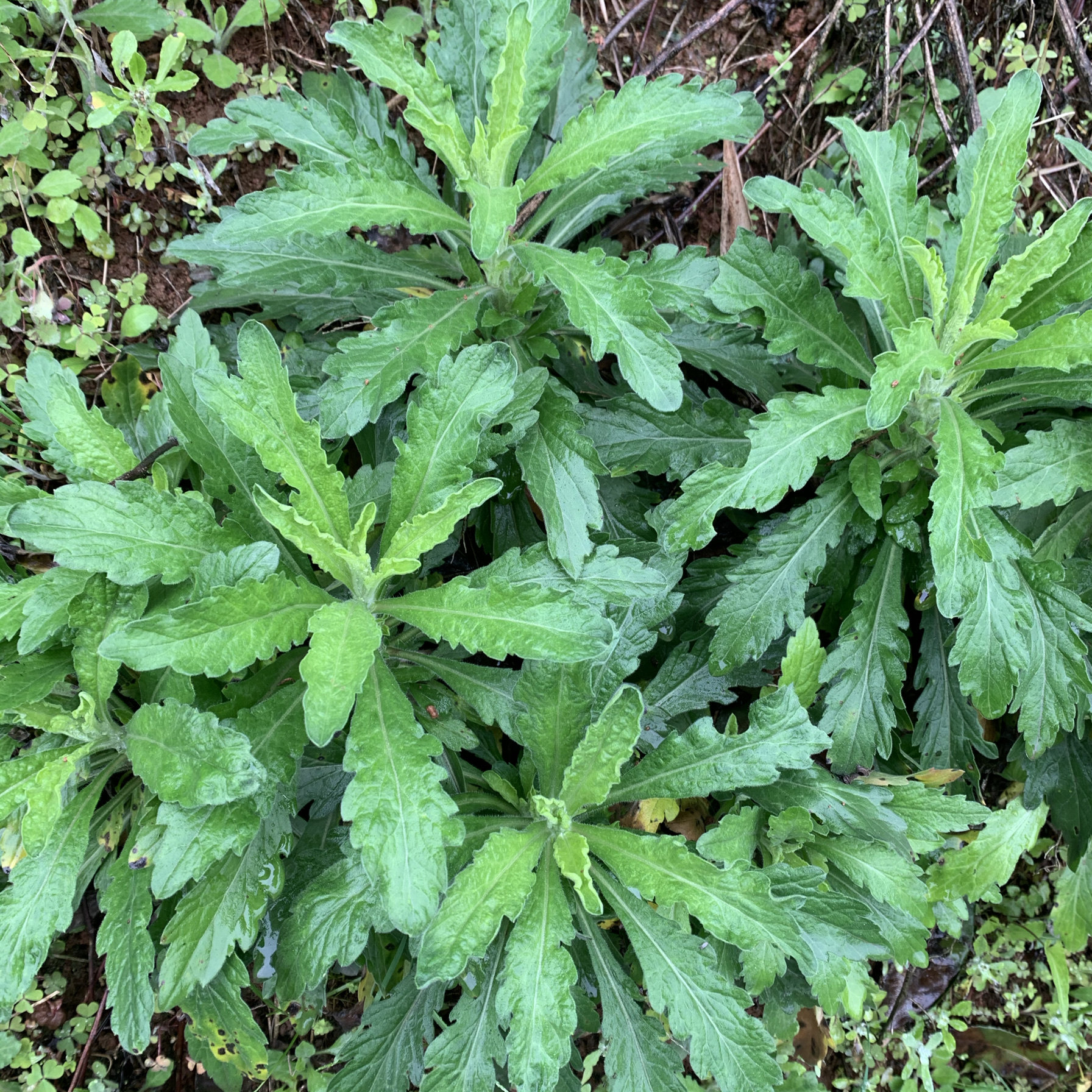 四川深山小飞蓬草白酒草苗新鲜嫩头祁州一枝蒿中药材干货草药