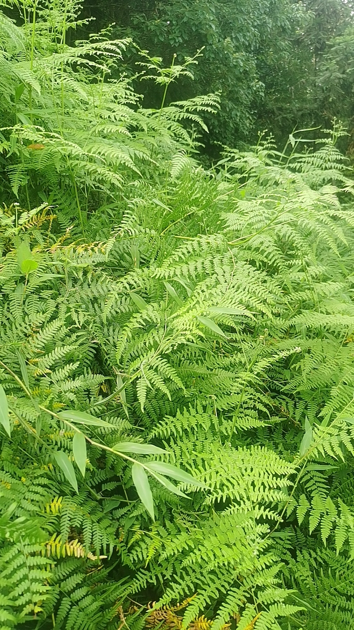 蕨新鲜四川深山天然欧洲蕨现采中草药全草