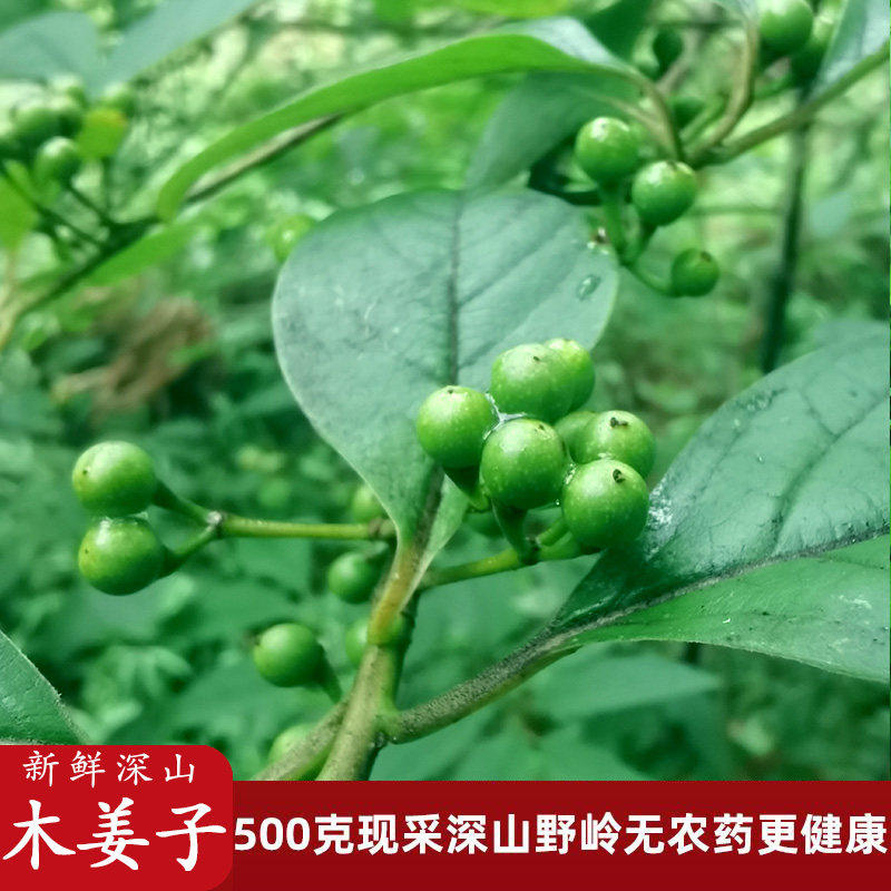 野生木姜子新鲜四川山胡椒重庆