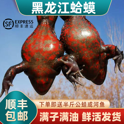 蛤蟆哈什蚂林蛙哈士蟆黑龙江林蛙母豹子臭泥子石蛤蟆满籽满油顺丰