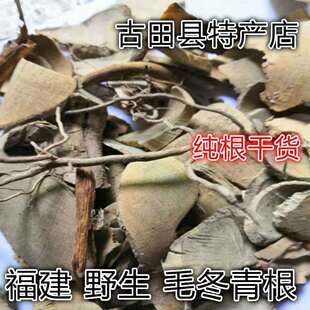 福建野生青草毛冬青茶 毛冬青根 六月霜 细叶青 乌尾丁 干货250克