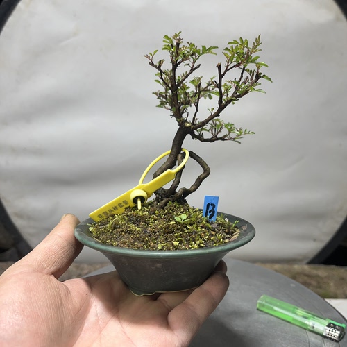 小石积老盆口一手托开花结果花香果可食用盆景小老桩四季常青