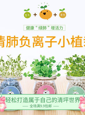 创意室内负离子水培植物种子盆栽