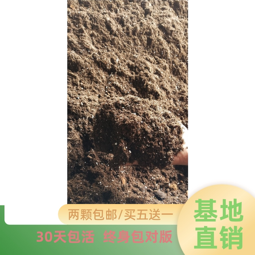 营养土苗圃月季铁线莲营养土