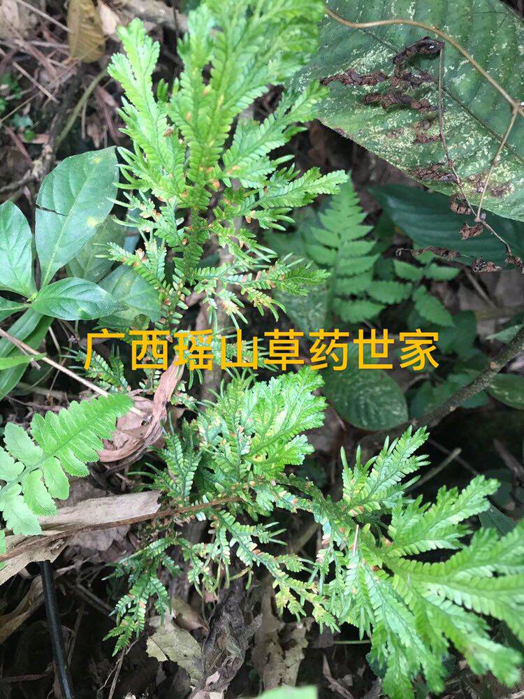 岩柏草 卷柏 九死还魂草 石柏包裹袋/编织袋