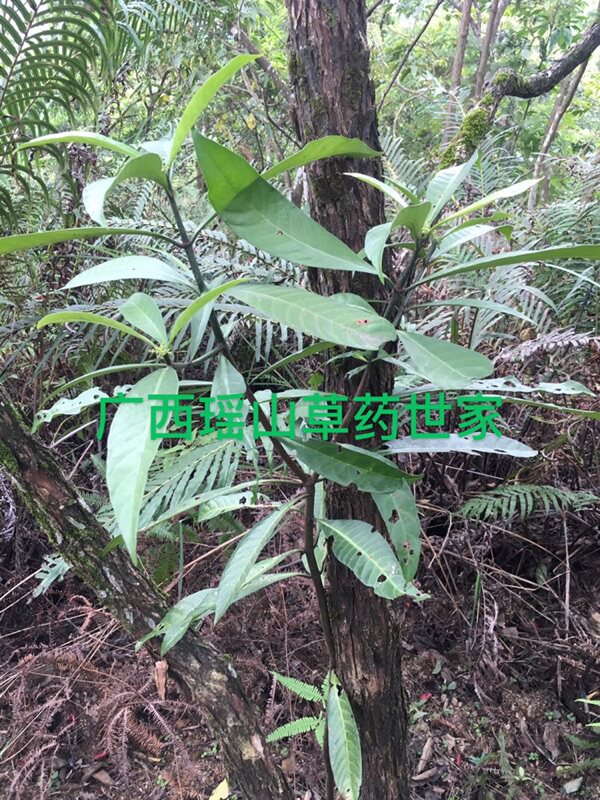 刀伤木九节木山大刀 暗山公大丹叶刀斧伤血丝罗伞假木竹鲜品500g